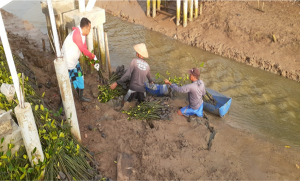 腰まで泥に浸かりながら作業をするスタッフの皆さん。　インドネシア　中部ジャワ州パティ県